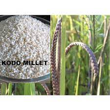 Kodri(Kodo millet)